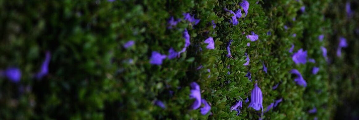 a purple flower is growing on a hedge